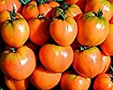 Bobby-Seeds BIO-Tomatensamen Ochsenherz Orange Sortenrar. Portion