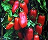 Bobby-Seeds BIO-Tomatensamen San Marzano Portion