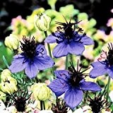 Bobby-Seeds Blumensamen Nigella Midnight Blue Portion