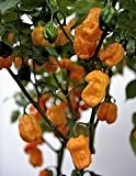 Bobby-Seeds Chili- Peperonisamen Numex Suave Orange Portion