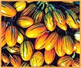 Bobby-Seeds Eierfruchtsamen Solanum Striped Toga 50 Korn