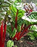 Bobby-Seeds Gemüsesamen Rhubarb Chard, Mangold Portion
