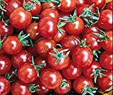 Bobby-Seeds kleinfrüchtige Tomaten Tomate Sweet Pea Wildtomate Portion