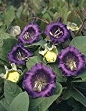 Bobby-Seeds Kletterpflanzensamen Glockenrebe, violett Portion
