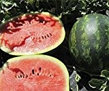 Bobby-Seeds Melonensamen Mini Love F1 Wassermelone Portion