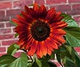 Bobby-Seeds Sonnenblumensamen Red Sun Portion