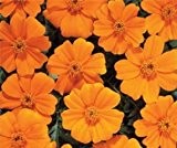 Bobby-Seeds Tagetessamen DISCO Orange, Studentenblume Portion