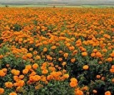 Bobby-Seeds Tagetessamen Sierra Orange, hohe Studentenblume Portion