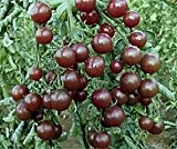 Bobby-Seeds Tomatensamen Cherrytomate Black Opal Portion