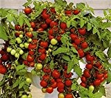 Bobby-Seeds Tomatensamen Cherrytomate Maskotka Portion