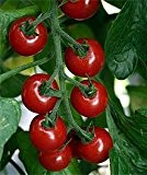 Bobby-Seeds Tomatensamen Cherrytomate Rubin Pearl F1 Portion