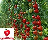 Bobby-Seeds Tomatensamen Gardenberry - Tomatoberry Garden F1 Portion