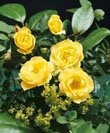 Bodend.Rose 'Limesgold' -R- A-Qualität Wurzelware