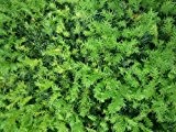 Bodendecker / Heckenpflanze Taxus baccata / heimische Eibe 24 Stück im 9cm-Topf