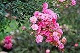 Bodendeckerrose Beetrose - The Fairy - kleinblütige Sorte - große Auswahl (Rosa)