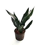 Bogenhanf, Sansevieria trifasciata Black Robusta, Zimmerpflanze in Hydrokultur, 13/12er Kulturtopf, 25 - 30 cm
