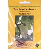 Bonsai - 1 Samen v. Davidia involucrata, Taschentuchbaum, 90088