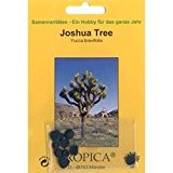 Bonsai - 10 Samen Yucca brevifolia, Joshua Tree 90048