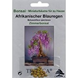 Bonsai - 15 Samen Bolusanthus speciosus, Afrikanischer Blauregen, 90033