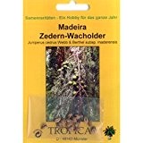 Bonsai - 15 Samen v. Juniperus cedrus, Madeira Zedern-Wacholder, 90052