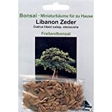 Bonsai - 20 Samen Cedrus libani subsp. stenocoma, Libanon Zeder, 90030