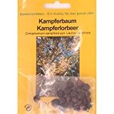 Bonsai - 20 Samen Kampferbaum, Cinnamomum camphora 90101
