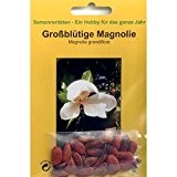 Bonsai - 20 Samen von Magnolie, Magnolia grandiflora, 90066