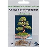 Bonsai - 30 Samen von Chin. Wacholder, Juniperus chinensis, 90025