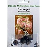 Bonsai - 4 Samen von Wisteria floribunda, Blauregen, 90004