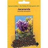 Bonsai - 50 Samen Jacaranda mimosafolia, Jacaranda, 90032