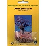 Bonsai - 6 Samen Adansonia digitata, Affenbrotbaum, Baobab, 90038