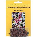 Bonsai - 60 Samen von Judasbaum, Cercis siliquastrum, 90058