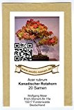 Bonsai - Acer rubrum - kanadischer Rotahorn (20 Samen)