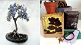 Bonsai Anzuchtset - Saatausstattung zum pflanzen eines Palisanderholzbaum,Jacaranda Bonsais -Samen / Pflanzentöpfe / Erde / Draht / Anleitung