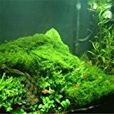 Bonsai Aquarium Grassamen 100pcs mehrfarbige Grassamen Neuartige Anlage für DIY Garten