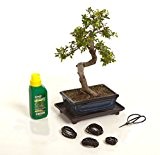 Bonsai Baum Geschenk-Set 8 Stück Chinesische Ulme 20cm pot Indoor / Outdoor
