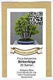 Bonsai - Birkenfeige - Ficus benjamina (20 Samen)