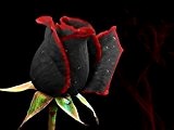 Bonsai Blumensamen 100 Stück Selten Erstaunlich schöne schwarze roten Rand Samen Rose Home Garten DIY Freies Verschiffen
