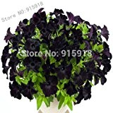 Bonsai Blumensamen 200pcs schöne schwarze Samt Petunie Samen seltene Sorte, hardy, dauerhafte Balkon, Blumengarten