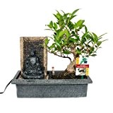 Bonsai Chinesischer Feigenbaum 6-7 Jahre mit Buddha-Brunnen