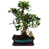 Bonsai Chinesischer Feigenbaum - Ficus retusa - ca. 12-15 Jahre