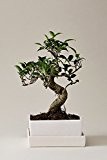 Bonsai Feige | Ficus Taiwan | mit Schale und Untersetzer als Tischdeko in Erde | Feigenbaum | EVRGREEN
