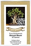 Bonsai - Ficus benghalensis - Banyan-Baum (20 Samen)