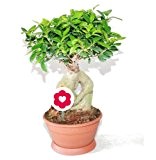 Bonsai Ficus Ginseng - 20cm Topf