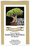 Bonsai - Ficus religiosa - Buddha-Baum - Bohdi-Baum (20 Samen)