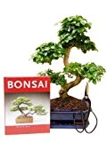 Bonsai Geschenkset, Anfänger Sparset Liguster, ca. 9 Jahre alt, ca. 30 - 35 cm hoch