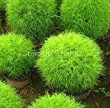 Bonsai Grassamen 200pcs Balkonpflanze grün broomsedge Samen im Freien Familiengartenpflanzen Gartendekoration t18