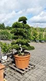 Bonsai Japanische Stechpalme Ilex Crenata 2 Stämme Höhe 200-220 cm