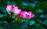 Bonsai Lotus / Wasser Lily Blume Bowl-Pond 5 Frische Samen / Lila Lippen Lotus