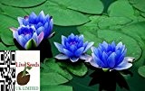 Bonsai Lotus / Wasser Lily Blume Bowl-Pond 5 Frische Samen / Parfüm Mini Blau Lotus